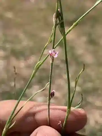 نبات البوليغونوم bellardii في بيئته الطبيعية