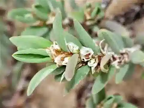 نبات البوليغونوم maritimum في بيئته الطبيعية