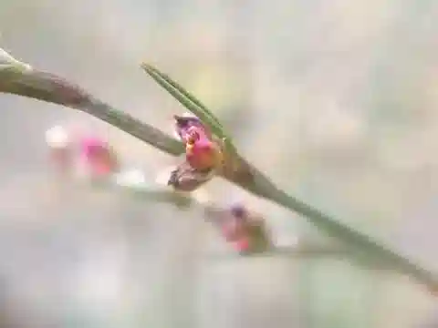 نبات البوليغونوم patulum في بيئته الطبيعية