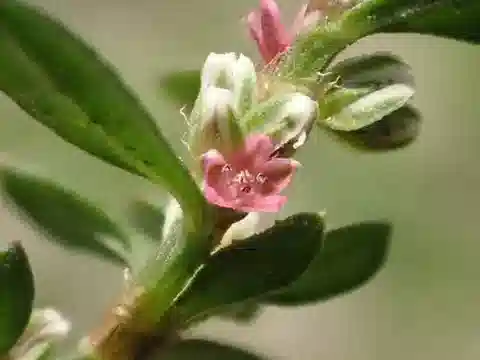 نبات البوليغونوم plebeium في بيئته الطبيعية