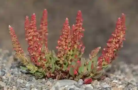 نبات الحميض aegyptiacus في بيئته الطبيعية