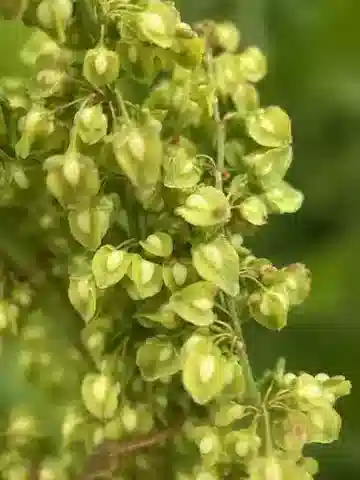 نبات الحميض crispus subsp. crispus في بيئته الطبيعية