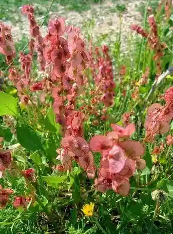نبات الحميض cyprius subsp. cyprius في بيئته الطبيعية