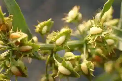 نبات الحميض dentatus subsp. dentatus في بيئته الطبيعية
