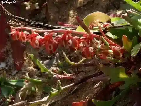 نبات الحميض pictus في بيئته الطبيعية