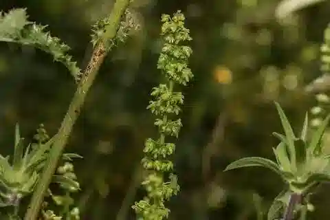 نبات الحميض pulcher subsp. pulcher في بيئته الطبيعية