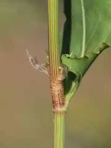نبات الحميض roseus في بيئته الطبيعية
