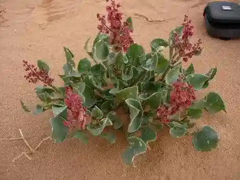نبات الحميض simpliciflorus subsp. simpliciflorus في بيئته الطبيعية