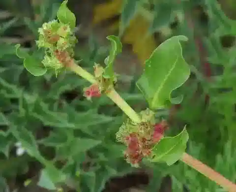 نبات الحميض spinosus في بيئته الطبيعية