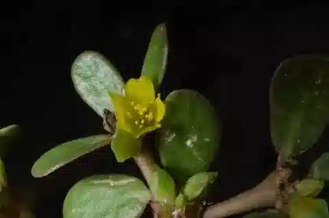 نبات الرجلة africana في بيئته الطبيعية