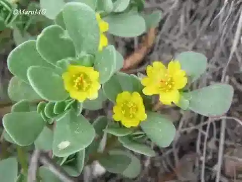 نبات الرجلة oleracea subsp. oleracea في بيئته الطبيعية