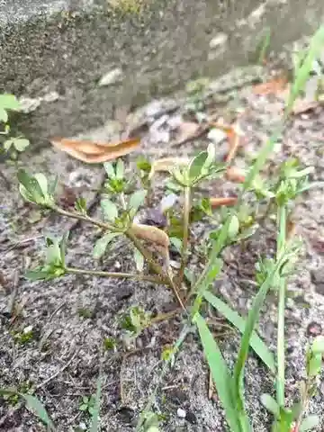 نبات الرجلة trituberculata في بيئته الطبيعية