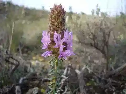 نبات كوريس مونبلييه الستروسية في بيئته الطبيعية