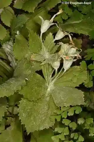 نبات البريمولا البوفيانية في بيئته الطبيعية