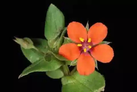 نبات الليسيماتشيا arvensis في بيئته الطبيعية
