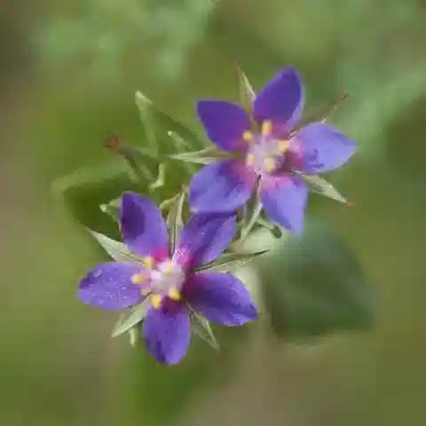 نبات الليسيماتشيا foemina في بيئته الطبيعية