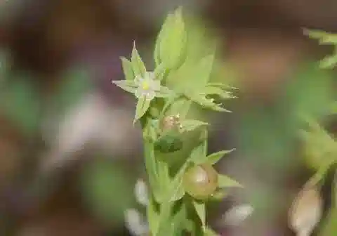 نبات الليسيماتشيا linum-stellatum في بيئته الطبيعية