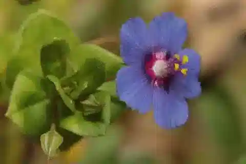 نبات الليسيماتشيا loeflingii في بيئته الطبيعية