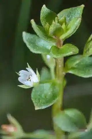 نبات الليسيماتشيا ovalis في بيئته الطبيعية