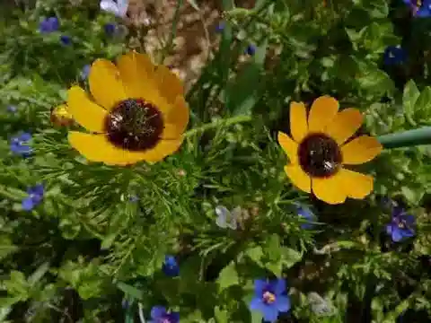 نبات الأدونيس dentata في بيئته الطبيعية