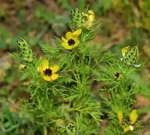 نبات الأدونيس microcarpa subsp. microcarpa في بيئته الطبيعية