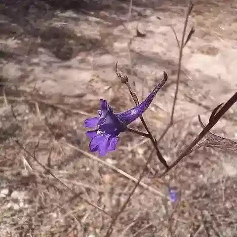 نبات الدلفينيوم nanum في بيئته الطبيعية