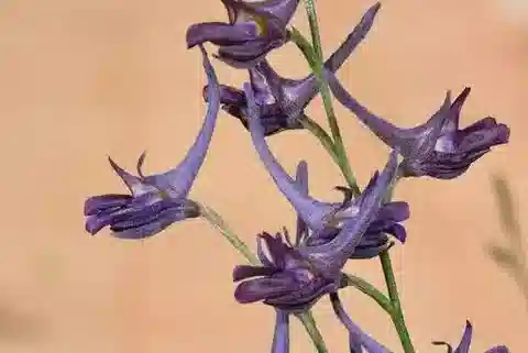 نبات الدلفينيوم peregrinum في بيئته الطبيعية