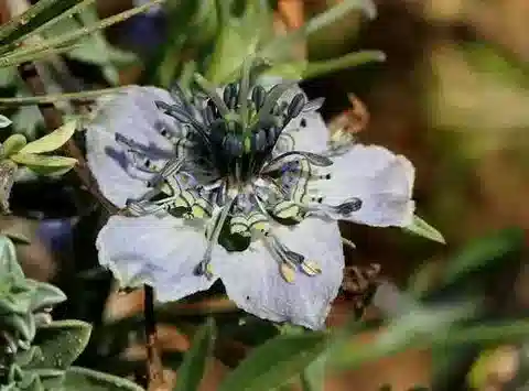 نبات الحبة السوداء البرية arvensis subsp. taubertii في بيئته الطبيعية