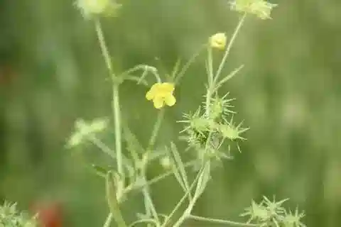 نبات الحوذان arvensis في بيئته الطبيعية