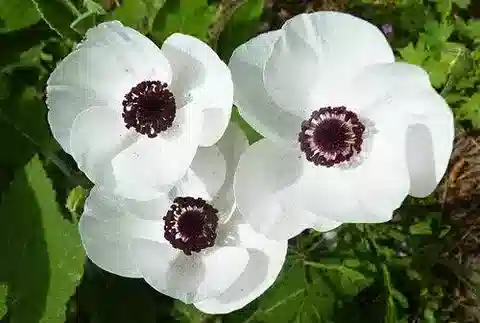 نبات الحوذان asiaticus في بيئته الطبيعية