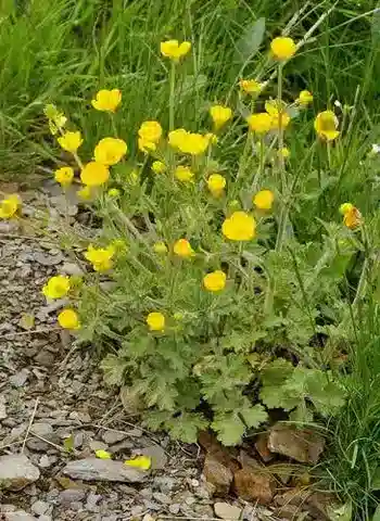 نبات الحوذان bulbosus subsp. aleae في بيئته الطبيعية