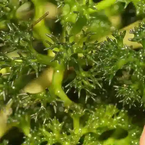 نبات الحوذان fucoides في بيئته الطبيعية