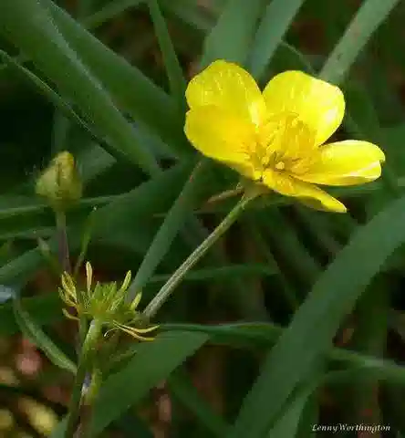 نبات الحوذان marginatus في بيئته الطبيعية