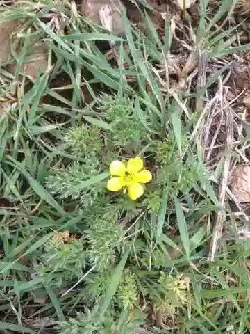نبات الحوذان millefolius subsp. hierosolymitanus في بيئته الطبيعية