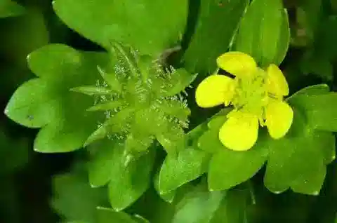 نبات الحوذان muricatus في بيئته الطبيعية