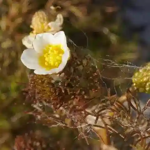 نبات الحوذان rionii في بيئته الطبيعية
