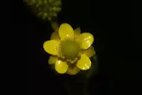 نبات الحوذان sceleratus في بيئته الطبيعية