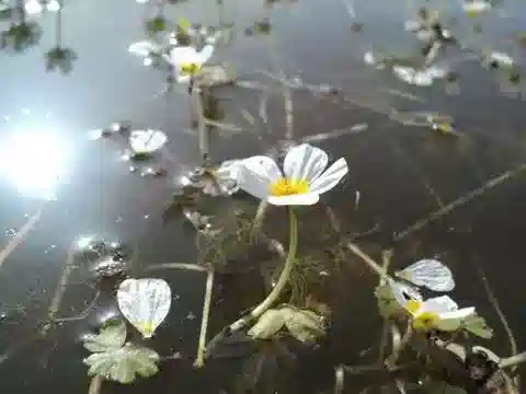 نبات الحوذان sphaerospermus في بيئته الطبيعية