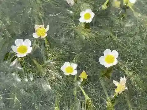 نبات الحوذان trichophyllus في بيئته الطبيعية