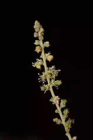 نبات Caylusea hexagyna في بيئته الطبيعية