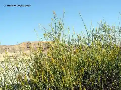نبات Ochradenus baccatus في بيئته الطبيعية