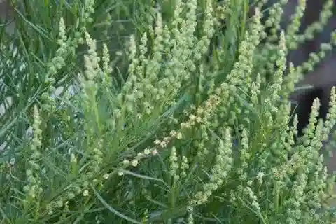 نبات Oligomeris linifolia في بيئته الطبيعية