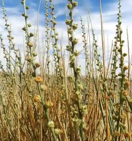 نبات Randonia africana في بيئته الطبيعية