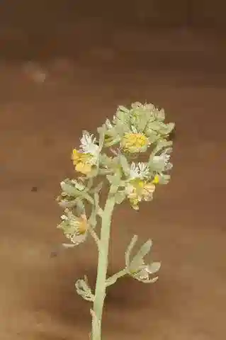 نبات الرسدا arabica في بيئته الطبيعية