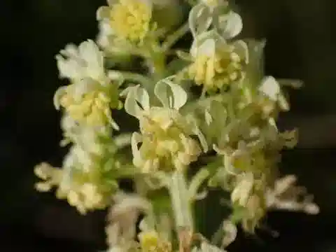 نبات الرسدا lutea subsp. lutea في بيئته الطبيعية