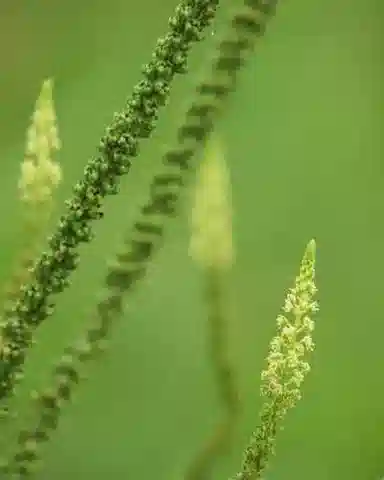 نبات الرسدا luteola في بيئته الطبيعية