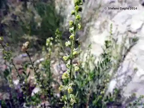 نبات الرسدا muricata var. muricata في بيئته الطبيعية