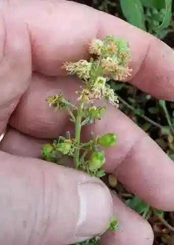نبات الرسدا odorata في بيئته الطبيعية
