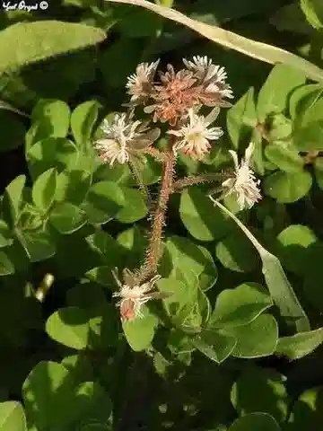 نبات الرسدا orientalis في بيئته الطبيعية