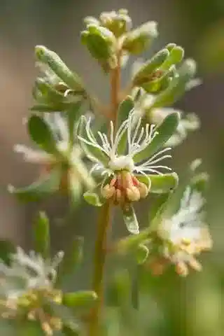 نبات الرسدا phyteuma subsp. phyteuma في بيئته الطبيعية